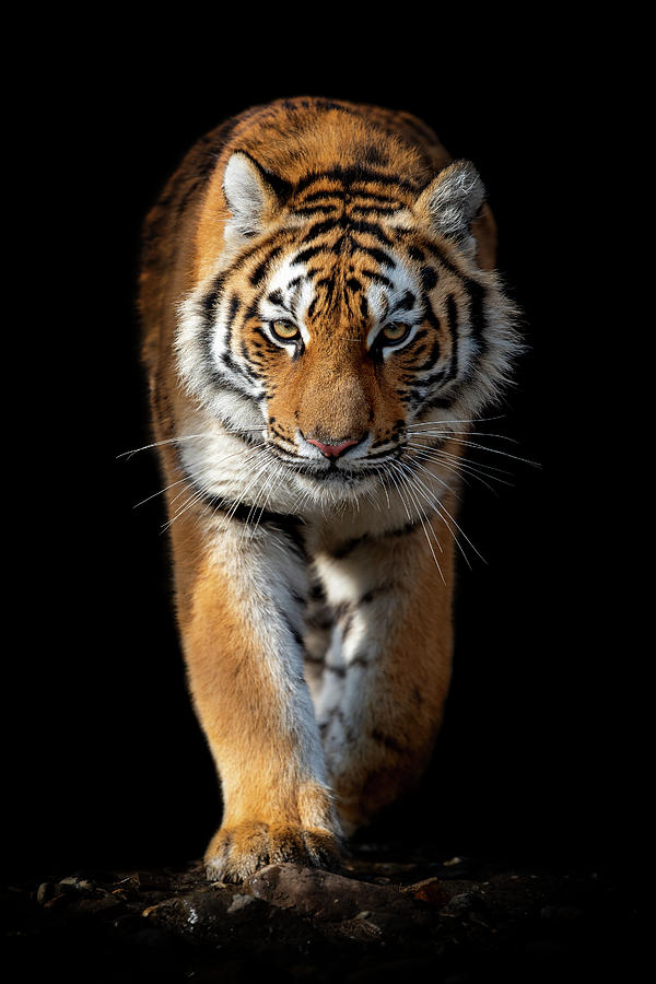 Close up face tiger isolated on black background Photograph by ...