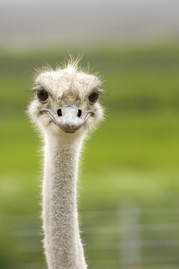 Close-up Head Shot of One Ostrich #1 Photograph by GomezDavid