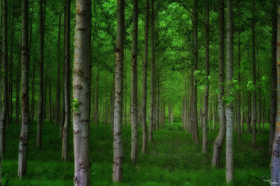 Close up of a forest of agricultural trees #1 Photograph by Dee Browning