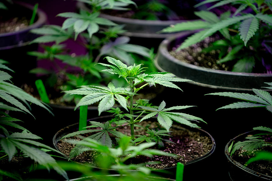 Close Up of a Young Hemp or Marijuana Plant Growing in a Nursery Getting Ready to be Planted in a Field #1 Photograph by Grandriver