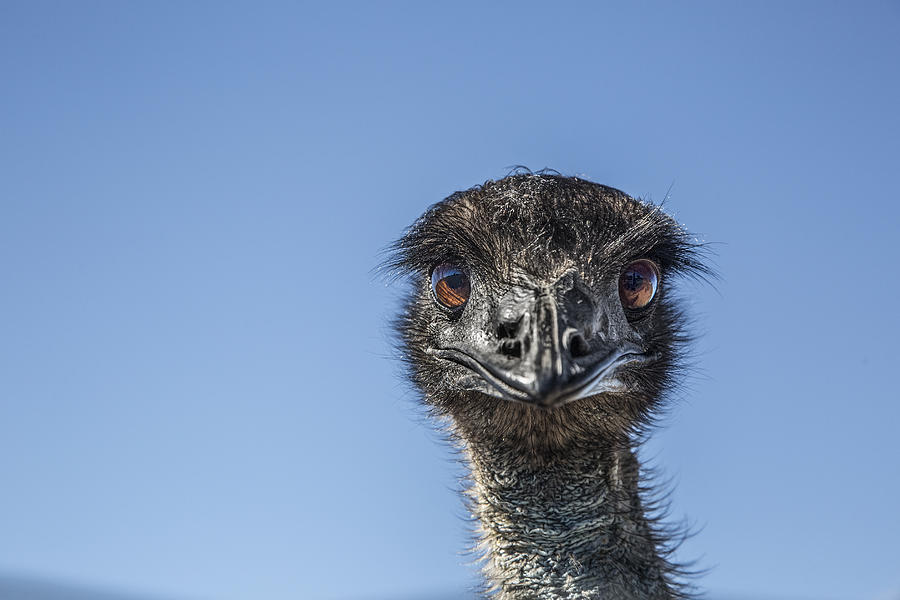 Close up of an Emu #1 Photograph by David Trood
