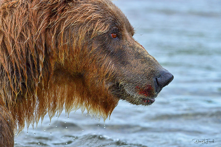 Close up of brown bear showing salmon red on fur Photograph by Dan Friend