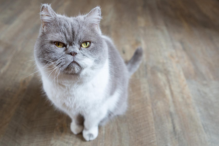 Close-Up Of Cat Photograph by Anke Wittkowski / EyeEm Close-Up Of Cat Photograph by Anke Wittkowski / EyeEm