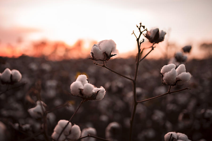 Close-up of cotton plants growing on field during sunset #1 Photograph by Cavan Images