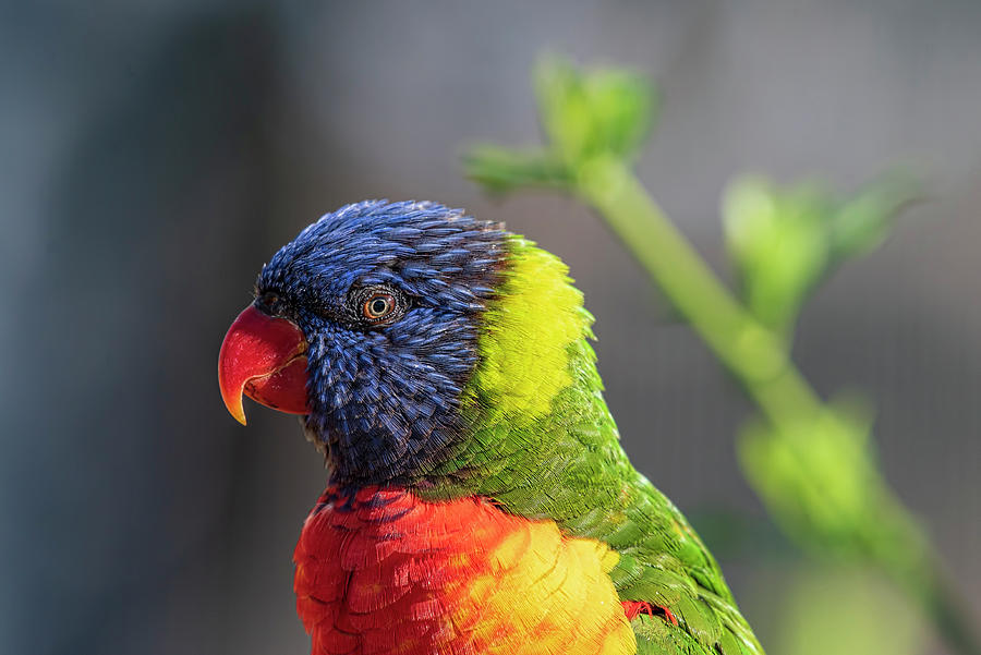 Close Up Of Multicolored Rainbow Lorikeet Parrot Photograph By Julian Popov