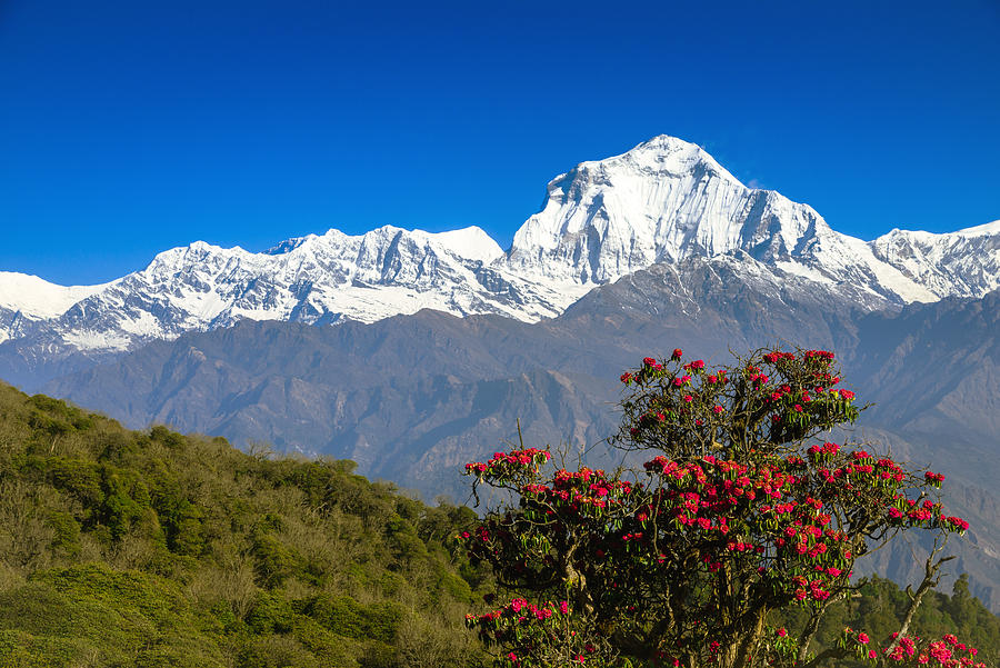 Close up of red rhododendron flower with the Dhaulagiri mountain peak in background from Annapurna Base Camp trail, Nepal. #1 Photograph by Copyright by Siripong Kaewla-iad