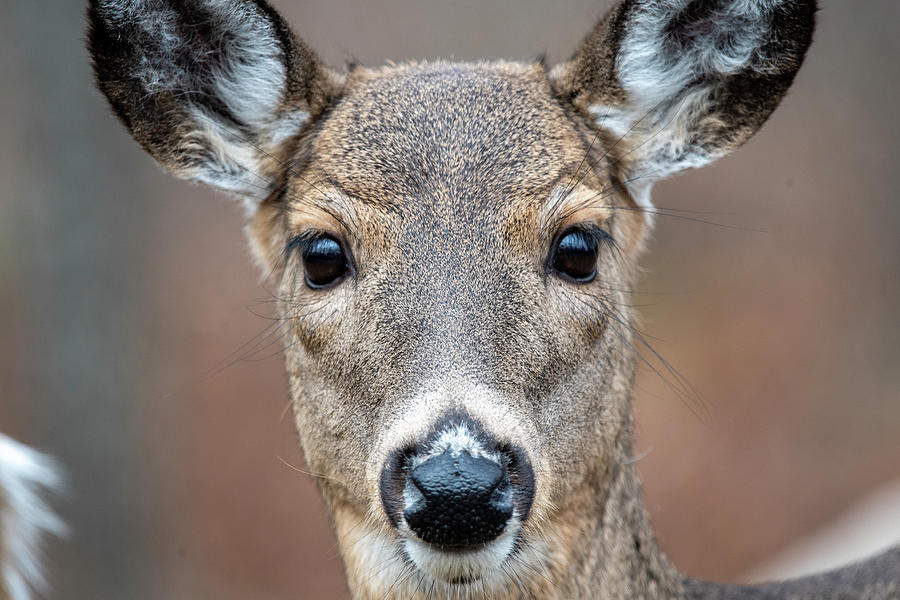 Close up of whitetail doe Photograph by Dan Friend