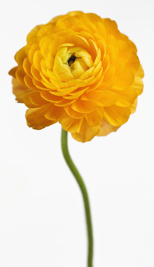 Close up of yellow flower #1 Photograph by Christoffer Askman