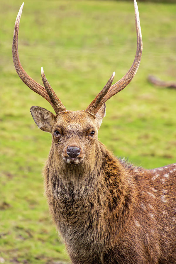Close Up Portrait Of A Male Sika Deer Photograph