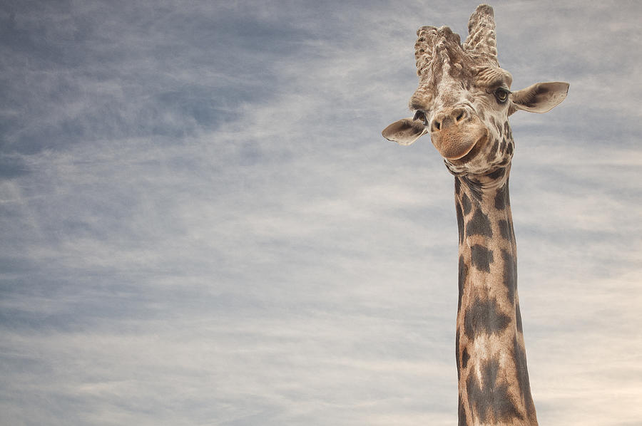 Close up portrait of giraffe #1 Photograph by Matt Walford
