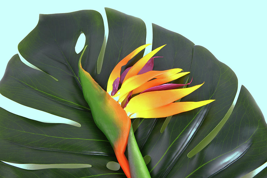 close up  the leaf of  Monstera Deliciosa palm and Bird of Paradise flower #1 Photograph by Severija Kirilovaite
