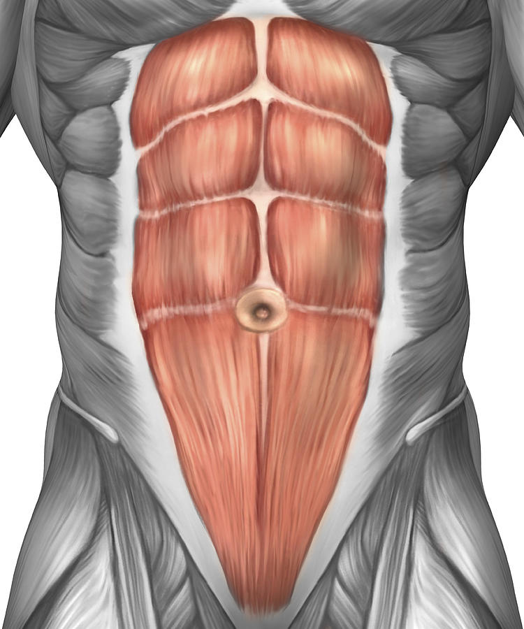 Close-up view of male abdominal muscles. #1 Drawing by Stocktrek Images
