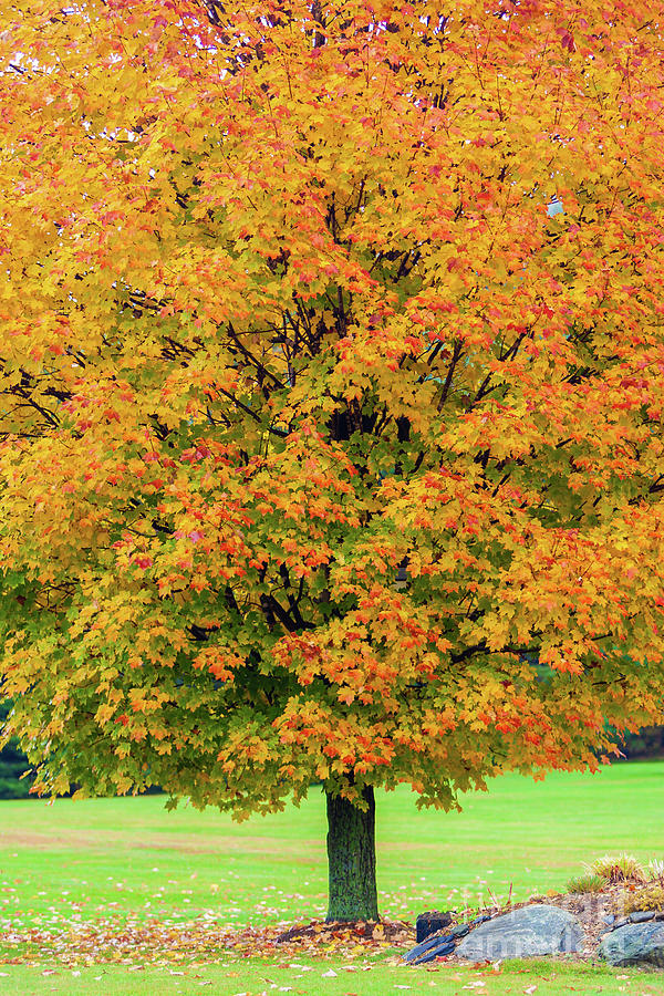 Closeup of a Vermont maple tree during peak foliage season. Photograph