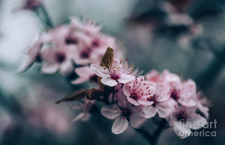 Closeup Of Spring Blossom Flower On Dark Bokeh Background. Photograph