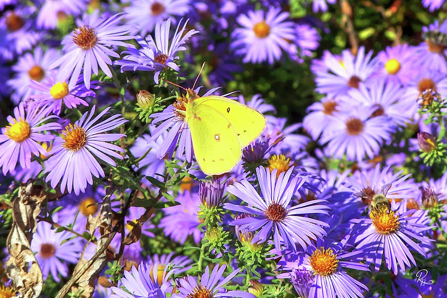 Clouded Sulphur on Asters #1 Photograph by Robert Harris