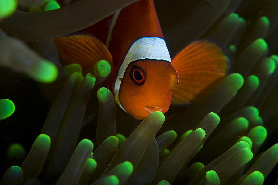 Clown Fish on Green Anemone #1 Photograph by Taken by Andrew Thirlwell