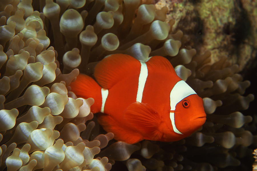 Clownfish #1 Photograph by Comstock Images