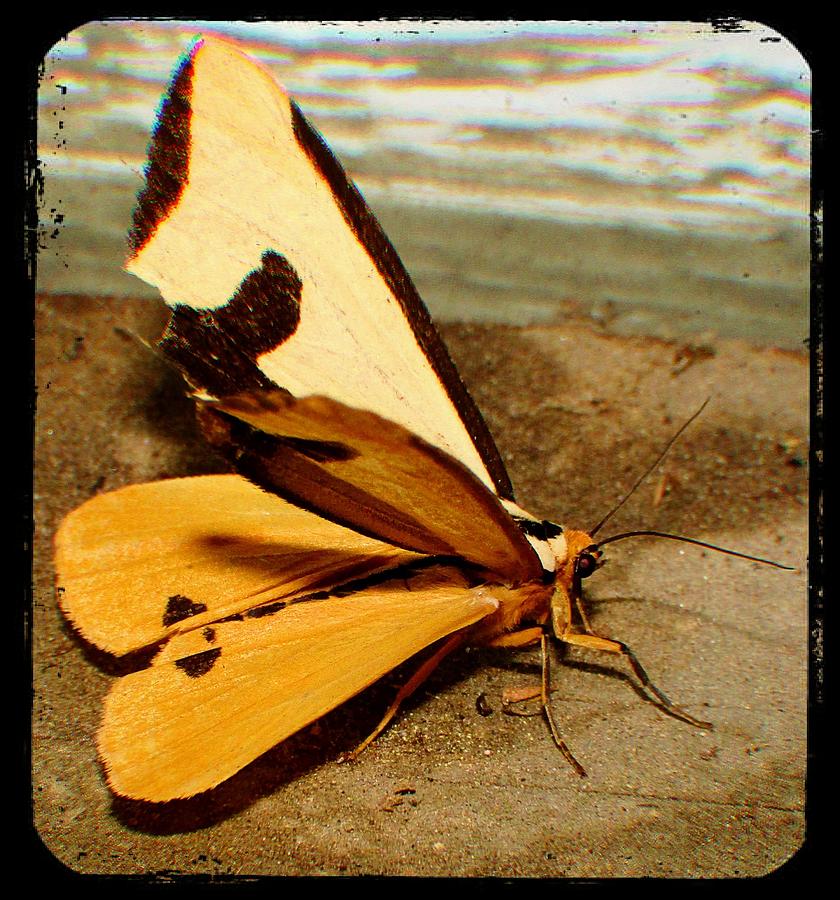 Clymene Moth #1 Photograph by Joshua Bales
