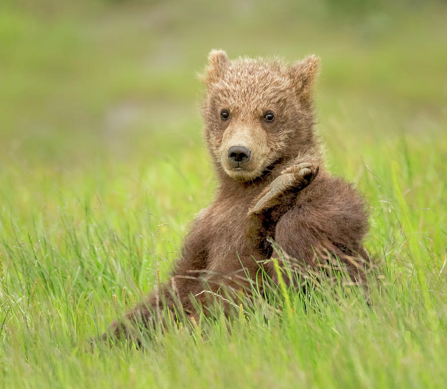 Coastal Brown Bear Cub Photograph By David DesRochers