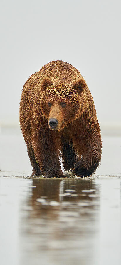 Coastal Brown Bear Photograph