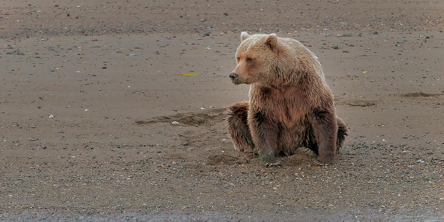 Coastal Brown Bear waiting on dinner #1 Photograph by Gary Langley