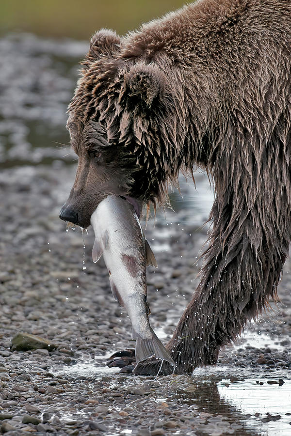 Coastal Brown Bear with salmon #1 Photograph by Gary Langley