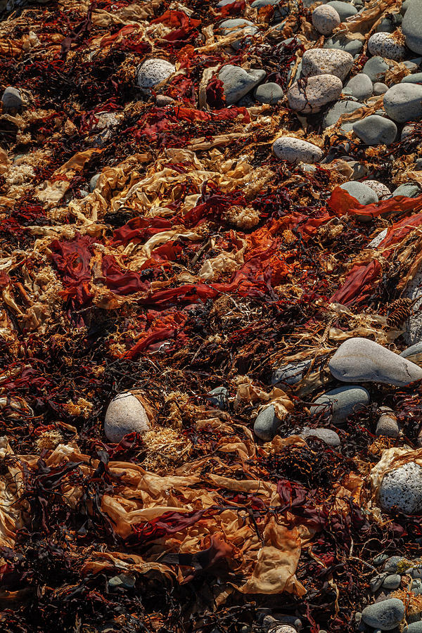 Coastal Confetti #1 Photograph by Irwin Barrett