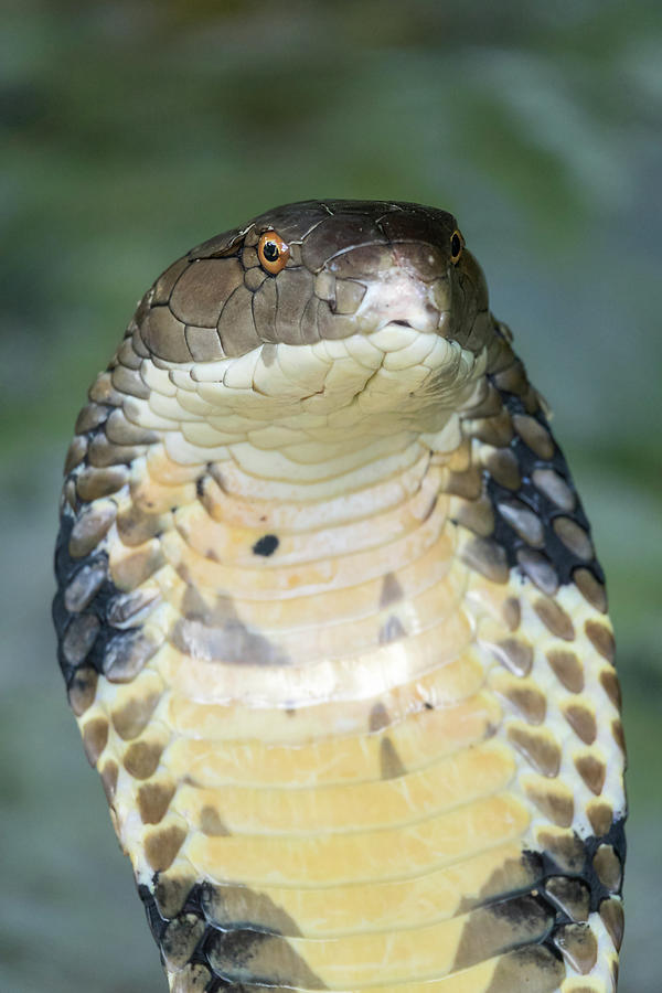 Cobra snake closeup #1 Photograph by Mikhail Kokhanchikov