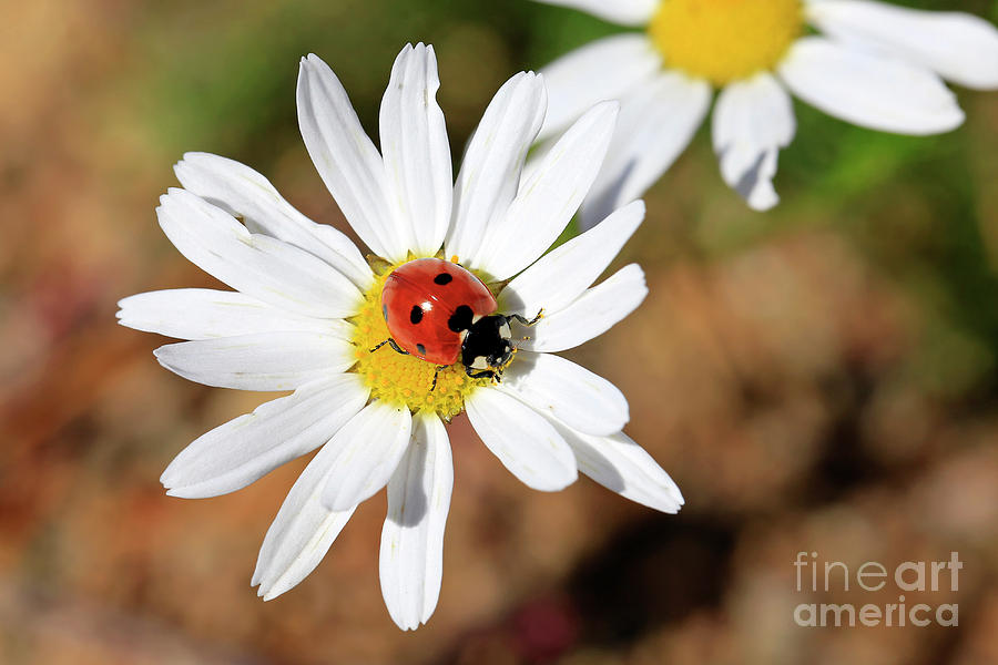 coccinella septumpunctata