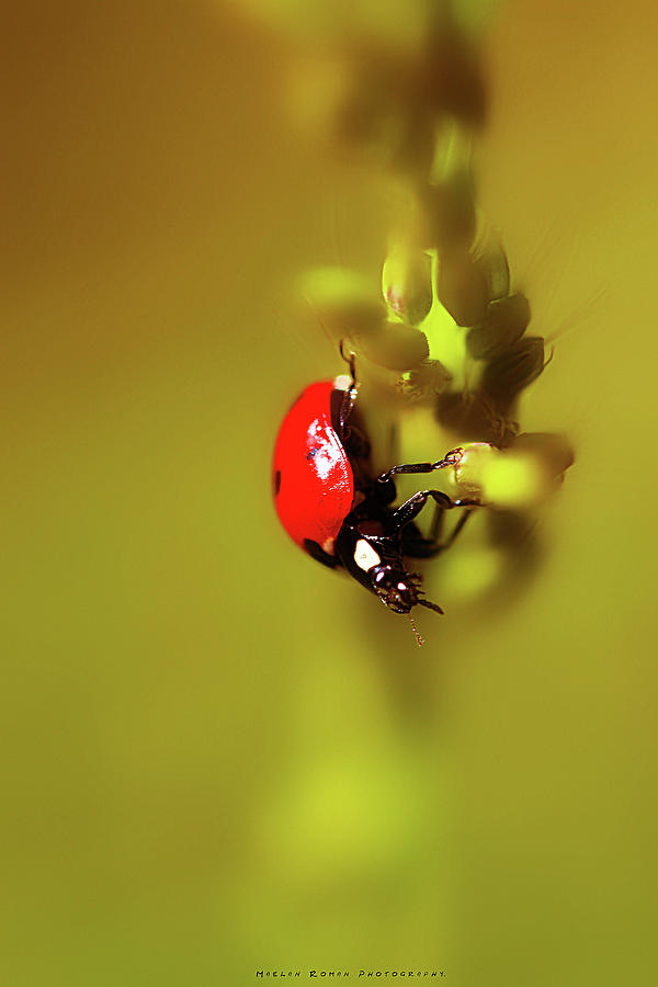 Coccinelle Photograph by Manovello Christophe - Pixels