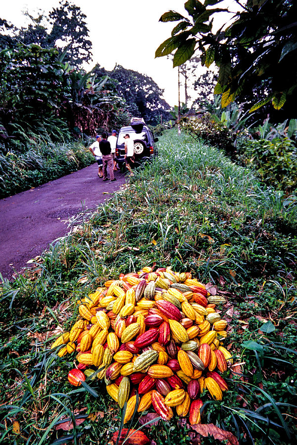 Cocoa Pods #1 Photograph by John Seaton Callahan