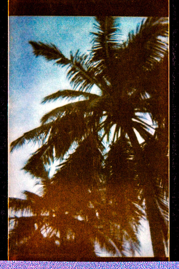 Coconut Grove #1 Photograph by John Seaton Callahan