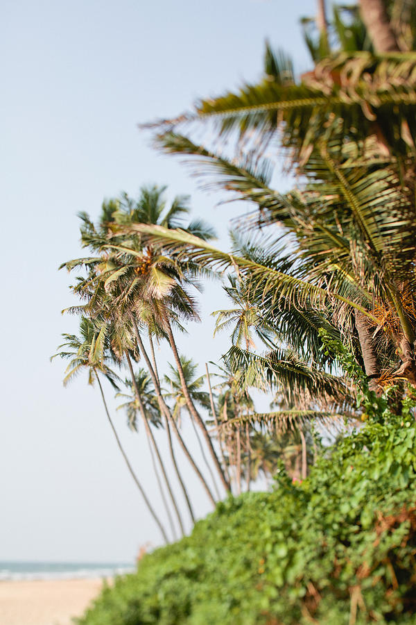 Coconut palm trees on Palolem beach, Goa, India #1 Photograph by Matilda Delves