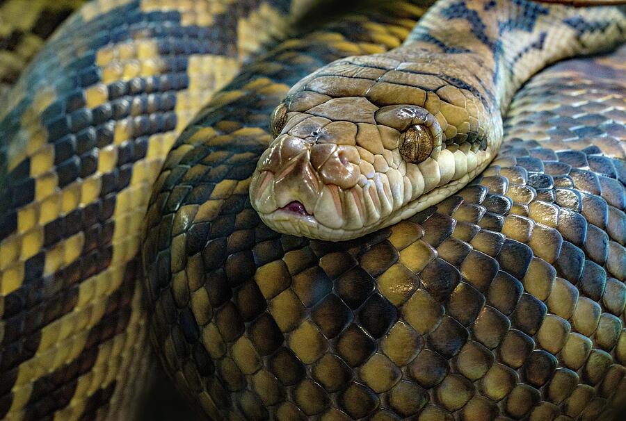Coiled Python Close-Up #1 Photograph by Jeramy - Fine Art America