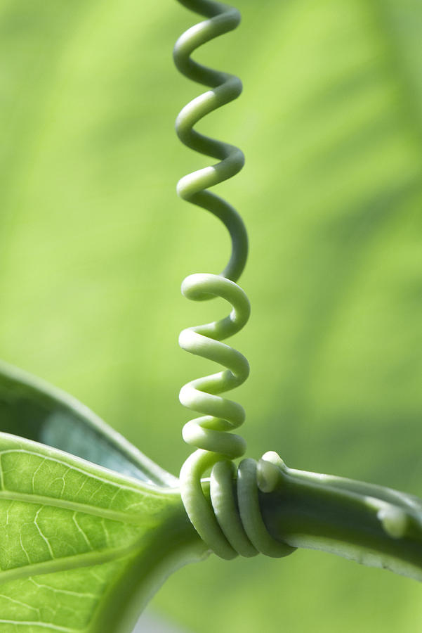 Coiled vine tendril wrapped around plant stem, close-up #1 Photograph by ZenShui/Michele Constantini