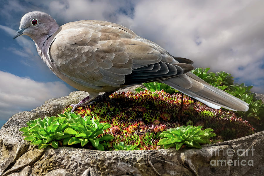 Collared Dove #1 Photograph by Adrian Evans