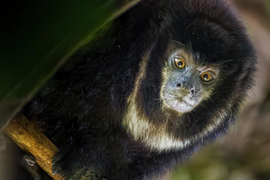 Collared Titi Monkey La Macarena Meta Colombia #2 Photograph by Adam Rainoff