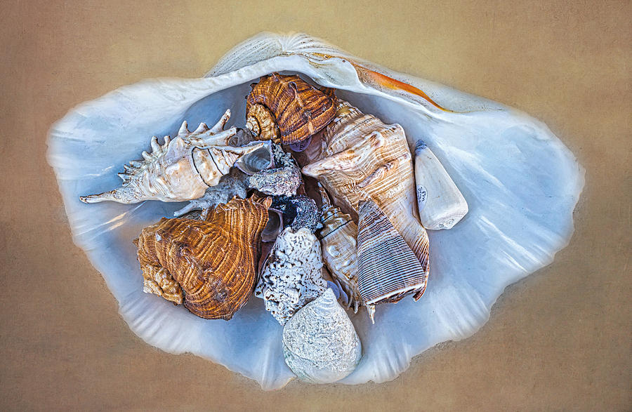 Collection Of Seashells In A Seashell #2 Photograph