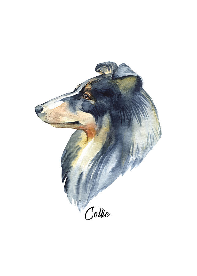 Collie Dog Breeds #1 Digital Art by Sambel Pedes