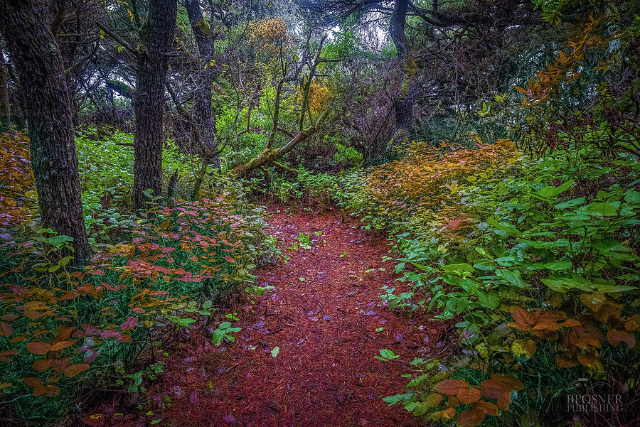 Color Path #1 Photograph by Bill Posner