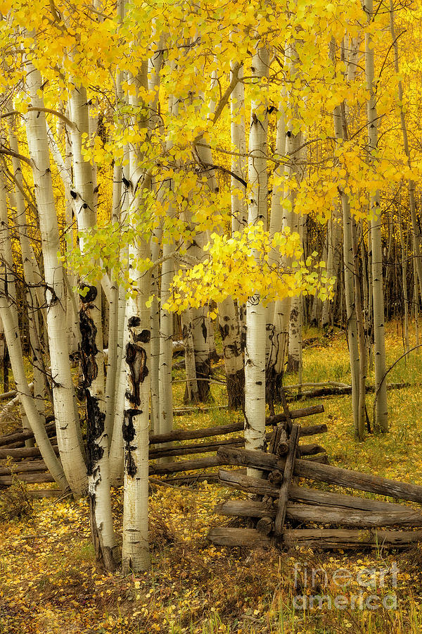 Colorado Aspen Grove #1 Photograph by Ronda Kimbrow