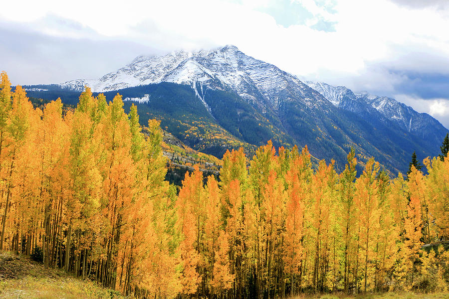 Colorado Aspens and Mountains 2 #1 Photograph by Dawn Richards