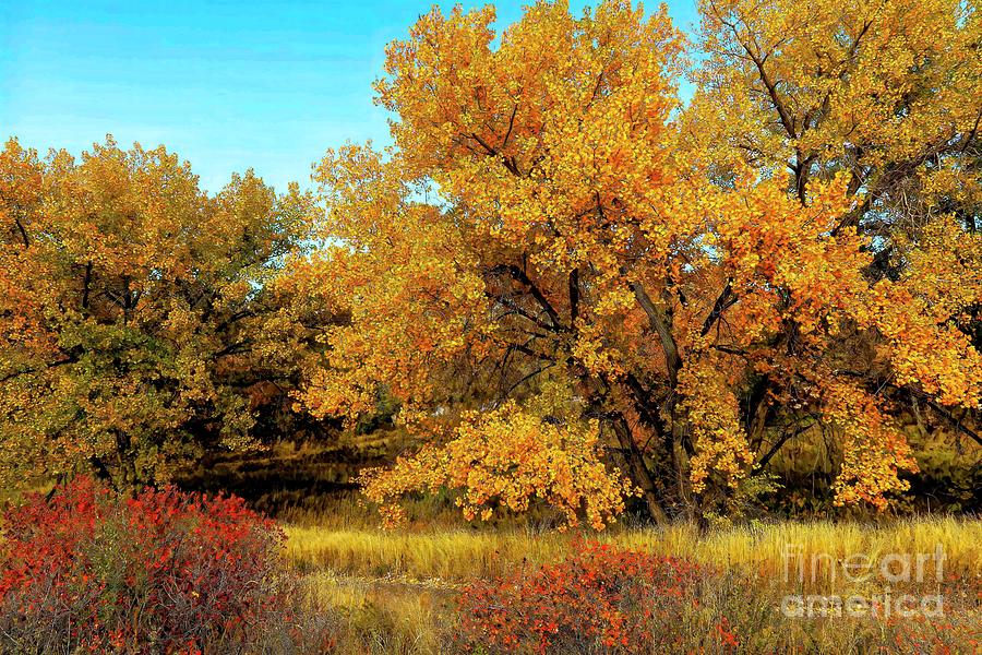 Colorado Autumn #1 Photograph by Jon Burch Photography