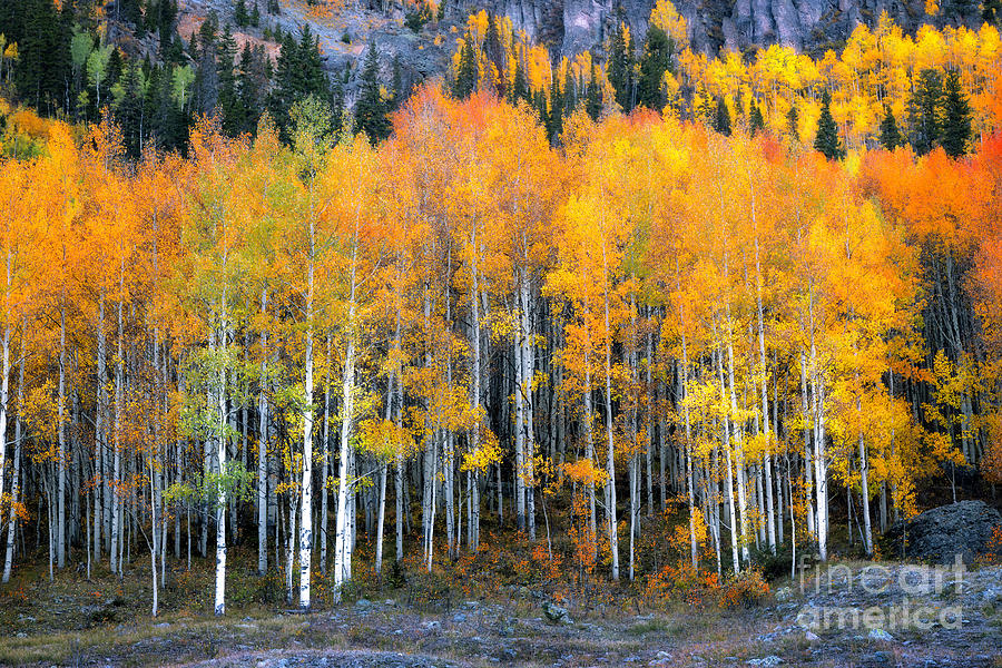 Colorado Fall Aspen Grove #1 Photograph by Ronda Kimbrow