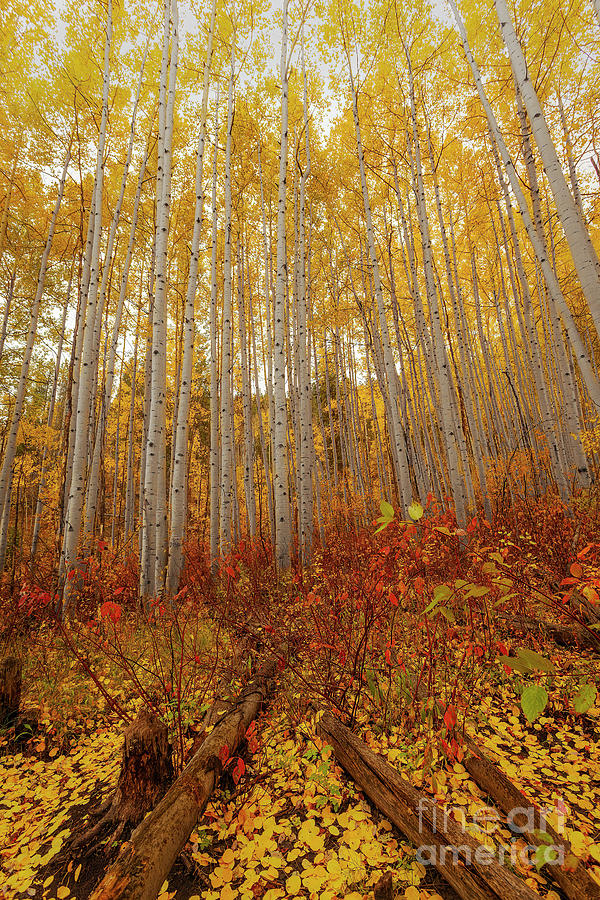 Colorado Fall #1 Photograph by Steven Reed