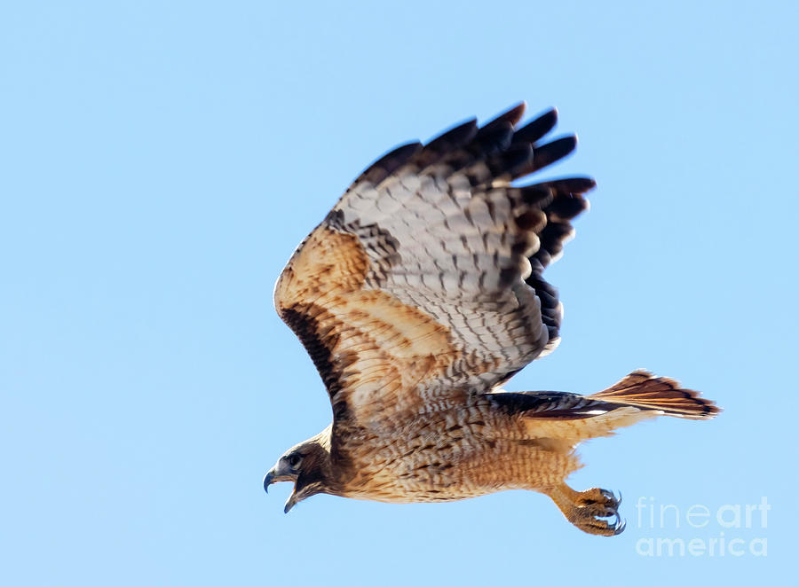 Colorado Red-tailed Hawk in Flight #1 Photograph by Steven Krull
