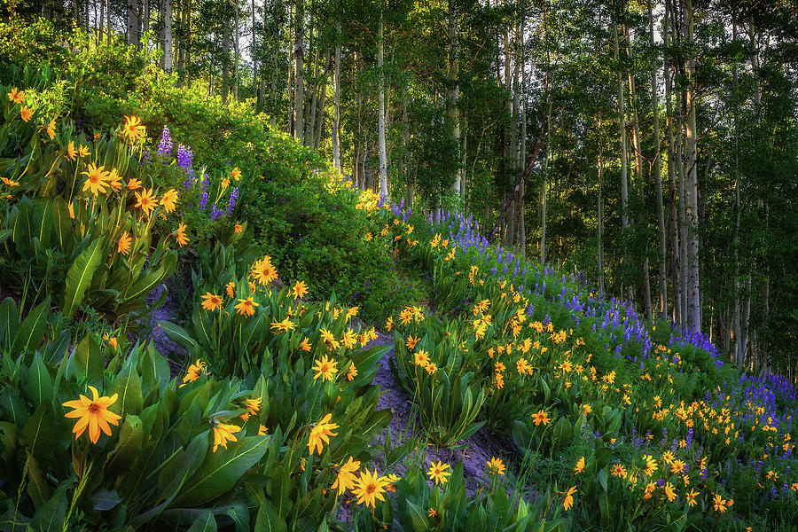 Colorado Wildflowers #1 Photograph by Andrew Soundarajan