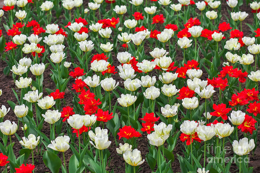 Colorful flowers in springtime. Tulips field Background #1 Photograph by Boon Mee