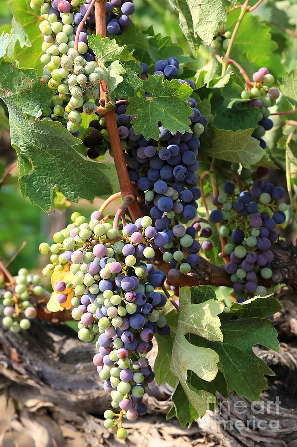 Colorful Grapes #2 Photograph by Carol Groenen
