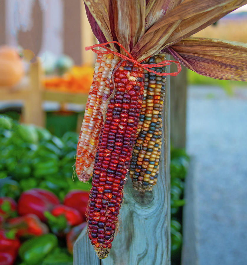 Colorful Indian Corn-howard County, Indiana Photograph By William 